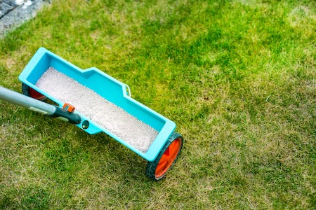 Late Summer Lawn Diseases in Alabama: What Homeowners Should Watch For