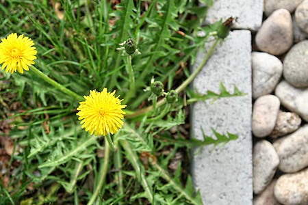 Preventing Winter Weeds: Fall Lawn Treatments That Work