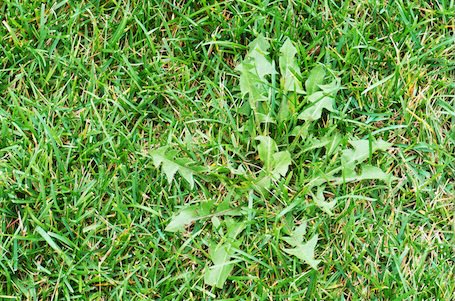 The Most Common Summer Weeds in Hoover, Alabama